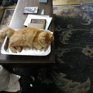 Meet your Posher, Joetta